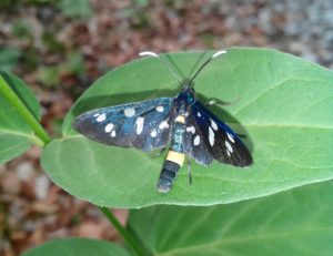 Schmetterling_Alina Kumaris